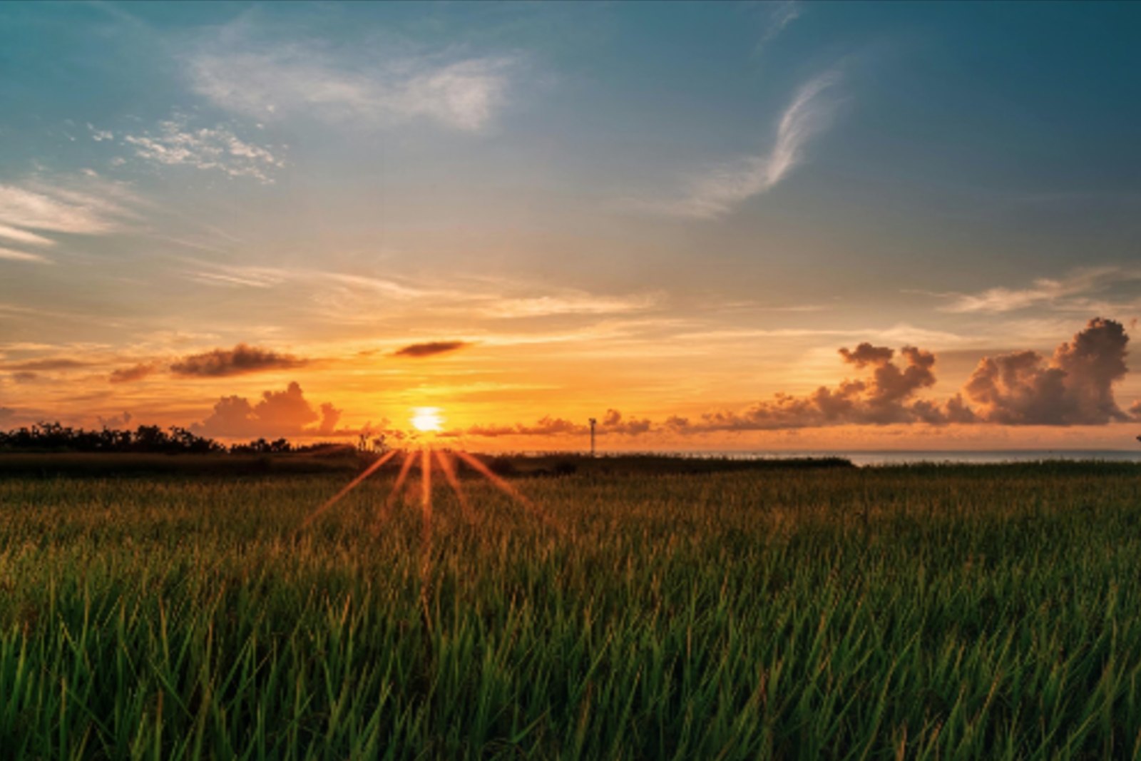 A field of tall grass at sunset, the sun low on the horizon under scattered clouds, with Sylvius