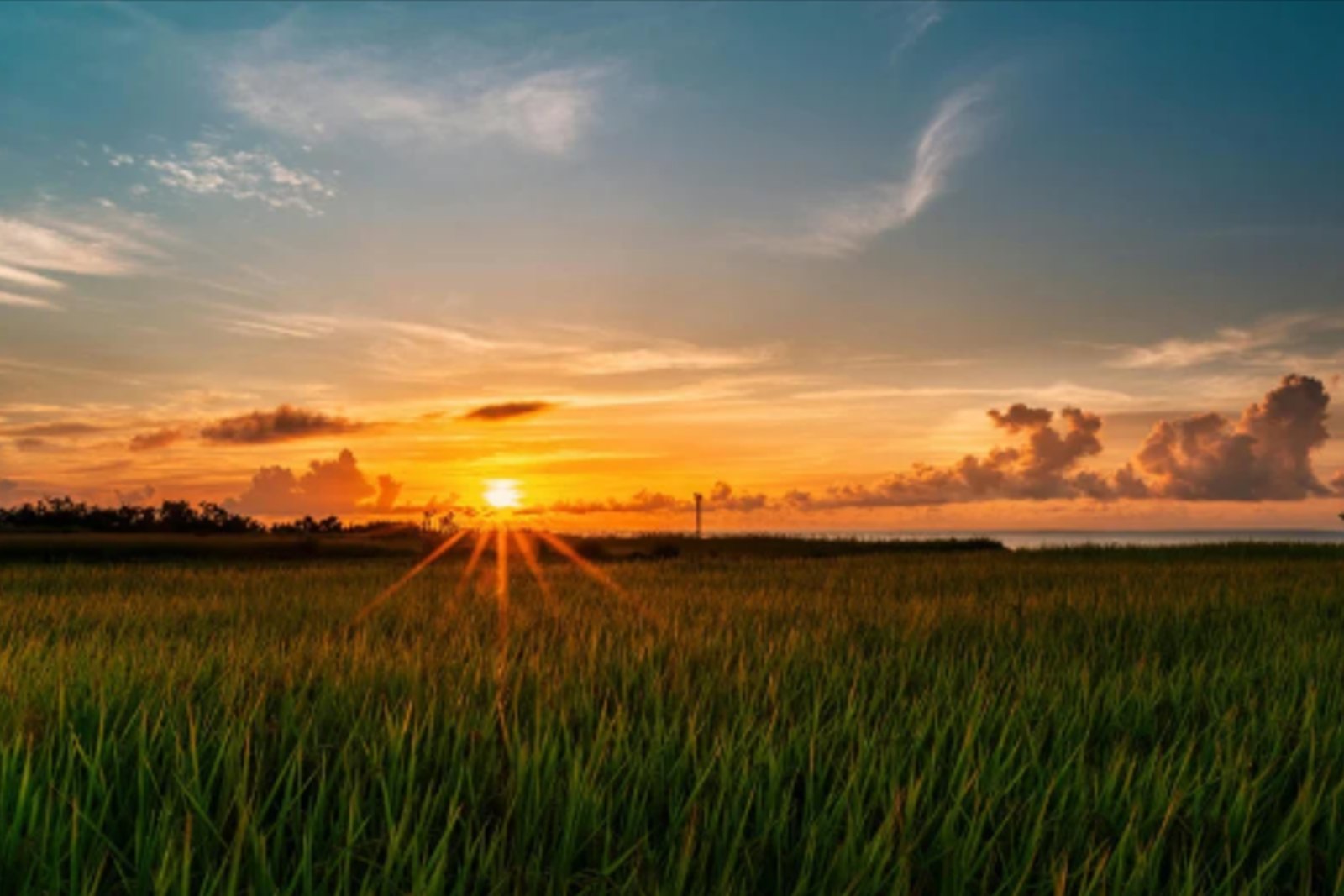 A field of tall grass at sunset, the sun low on the horizon under scattered clouds, without Sylvius